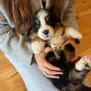 Meet your Posher, Charlie